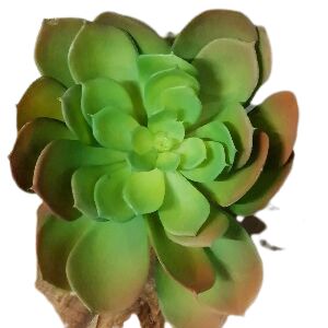 SUCULENTA ARTIFICIAL VERDE 15CM