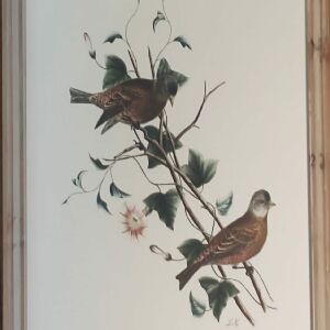 QUADRO BIRDS A 60X40CM