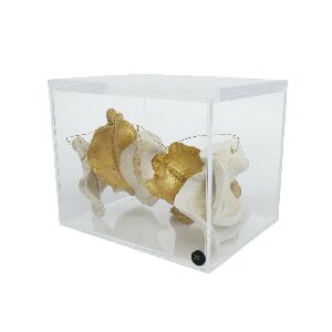 CX M BOCA DE SAPO ALVEJADO C/FIO DOURADO