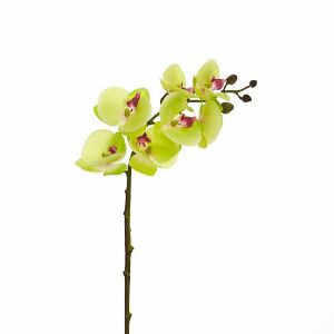 ORQUIDEA PHALAENOPSIS VERDE 2 GALHOS 70CM