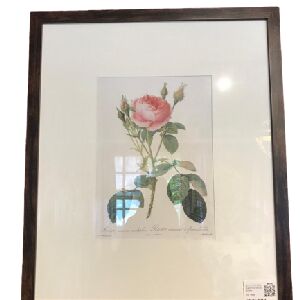 QUADRO ROSA MUSCOSA MULTIPLEX