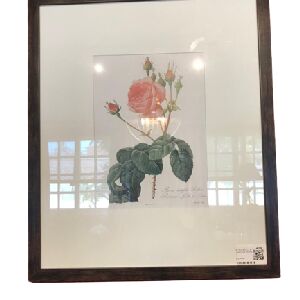 QUADRO ROSA CENTIFOLIA