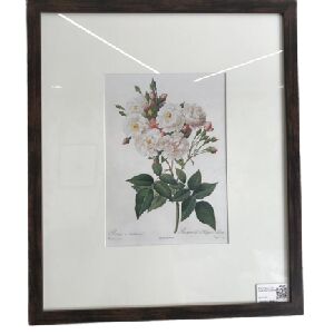 QUADRO ROSA NOISETTIANA