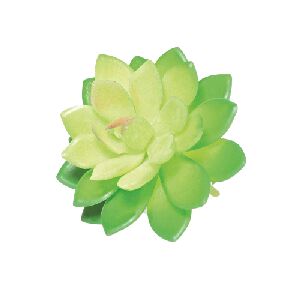 SUCULENTA DUDLEYA, VERDE 9X10CM