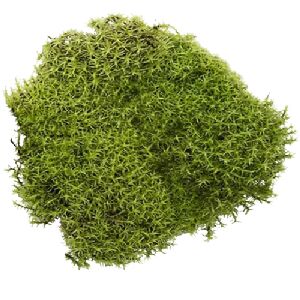 MUSGO NATURAL TINGIDO VERDE CLARO