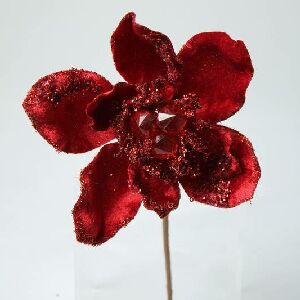 POINSETIA MAGNOLIA VM 16 CM