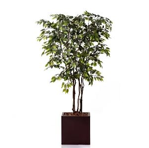 FICUS VERDE 1,75M