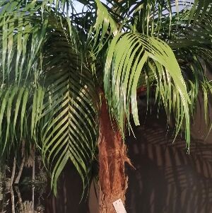 PRESERVADO PALMEIRA 2,50M VD SUAVE