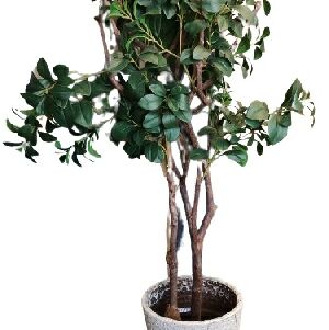 CLUSIA TOQUE REAL 1,50M