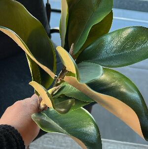 MAGNOLIA FOLHAGEM HASTE X2, 70CM