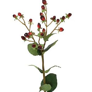 HIPERICUM HASTE 60CM