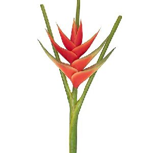 HELICONIA VM/LARANJA, 113CM
