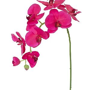 ORQ PHALAENOPSIS FUCSIA, 85CM