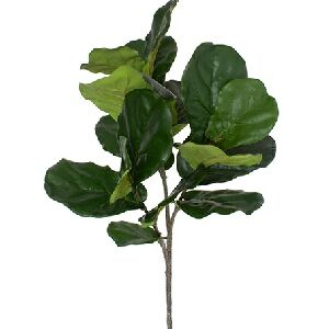 FICUS LIRATA GALHO X3, 105CM