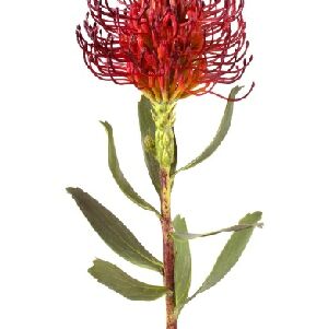 PROTEA PINCUSHION 55CM