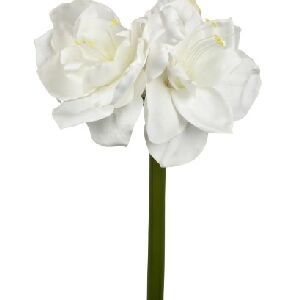 AMARYLLIS 65CM