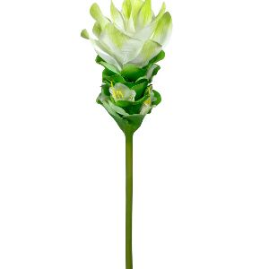 FLOR DE CURCUMA 48CM FU/VD