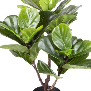 FICUS LIRATA EM POTE PVC 60CM