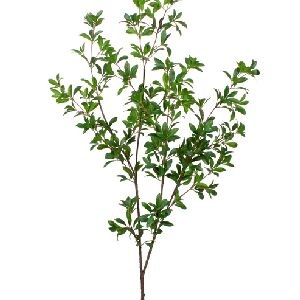 ANDROMEDA GALHO 109CM