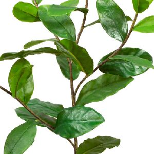 FOLHAS DE LIMOEIRO GALHO 88CM REF 8875