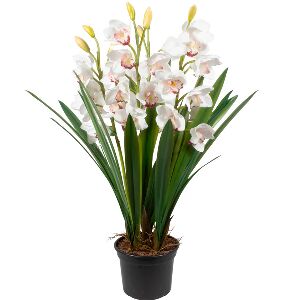 ORQ CYMBIDIUM EM VPP 84CM