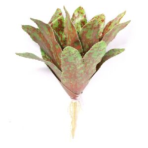 BROM&Eacute;LIA RAJADA GRANDE