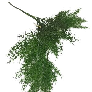 BUSH UNHA DE GATO VERDE 55X50CM