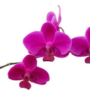 PHALAENOPSIS M&Eacute;DIA - FUCSIA