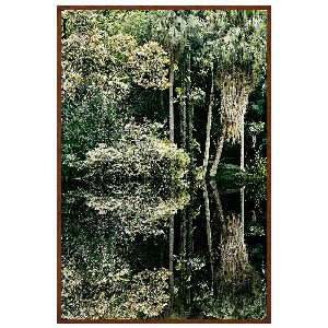 SAVE THE ATLANTIC FOREST