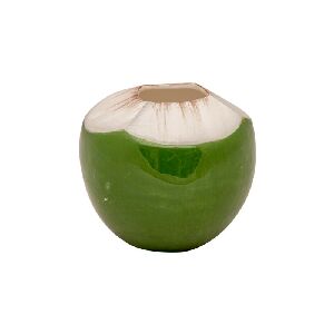 COPO COCO P 11X11X9CM