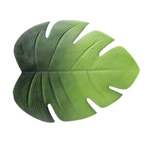 LUGAR AMERICANO DE EVA FOLHA VERDE