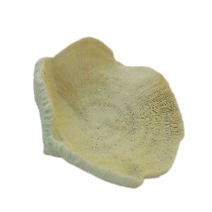 OBJETO DECORATIVO CORAL