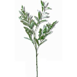 GALHO FOLHAS OLIVEIRA