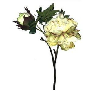 GALHO PE&Ocirc;NIA CREME 2 FLORES