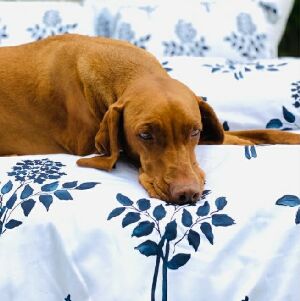 KIT DUVET BOUQUET SOLTEIRO - ENTREPOSTO 175X240CM