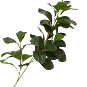 BUSH FOLHAS LARANJEIRA