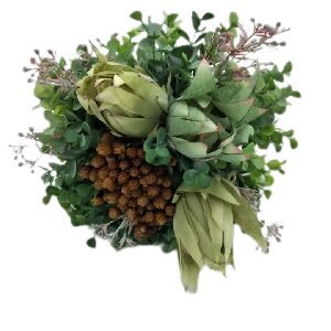 BUSH PIXU EUCALIPTO CORAL