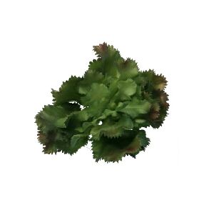 SUCULENTA ALFACE 10X12X12CM