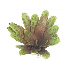 BROMELIA RAJADA PEQUENA 27X15X2CM