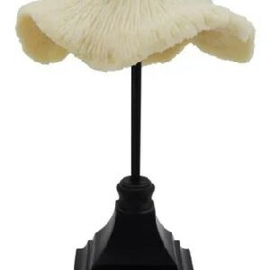 CONCHA DECORATIVO EM RESINA BEGE